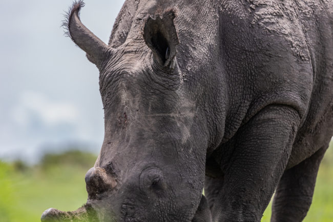 Rhino au Botswana