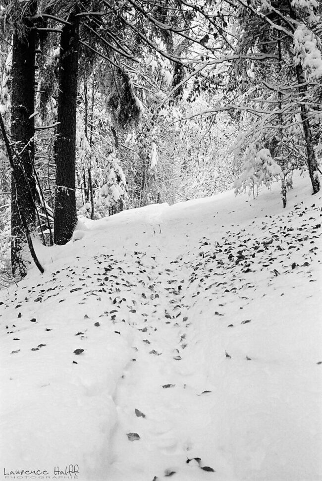 Neige, Feuilles et Brouillard