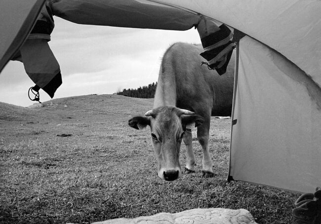 Vache